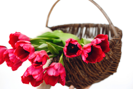 Girl hands holding rustic wicker basket with fresh red tulips on white background. Copy space. Hello spring. Happy womens day. Happy mothers dayの写真素材