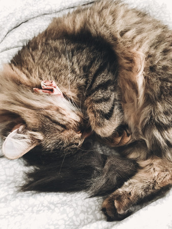 Cute cat in bow tie sleeping on sheets. Adorable maine coon sleeping and resting on bed, top view. Phone photoの写真素材