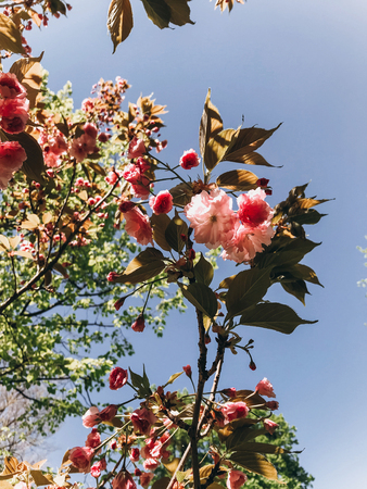 Beautiful pink sakura flowers on branches in sunny botanical garden. Cherry tree blossoms close up. Hello spring. Phone photoの写真素材