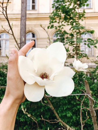 Hand holding beautiful white magnolia flower on branch. Magnolia blooming tree with tender flowers in botanical garden at spring. Phone photo. Care concept,save environmentの写真素材