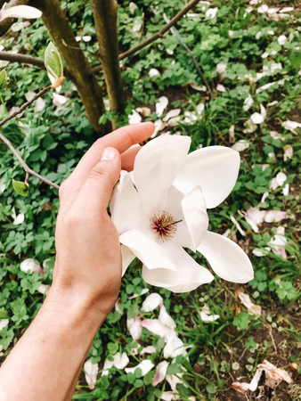 Hand holding beautiful white magnolia flower on branch. Magnolia blooming tree with tender flowers in botanical garden at spring. Phone photo. Care concept,save environmentの写真素材