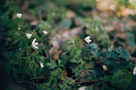 Beautiful anemones white flowers in sunny spring woods. Fresh first flowers in warm sunlight in the forest, selective focus. Springtime. Hello spring. Space for textの写真素材