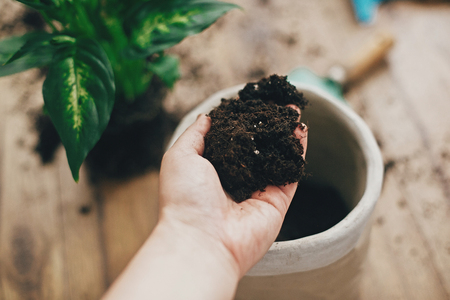 Repotting plant concept. Dirty hand holding new soil at empty new pot and gardening stylish tools, green plant on wooden floor. Preparing for repotting dumbcane into new modern pot.の写真素材