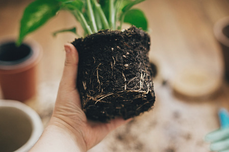 Hand holding dieffenbachia plant roots in soil with gardening stylish tools, ground ,drainage and...