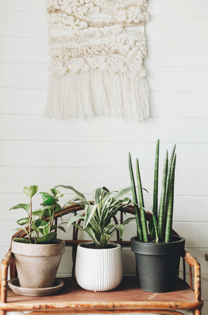 Stylish green plants in pots on wooden vintage stand on background of white rustic wall with embroidery hanging. Peperomia, sansevieria, dracaena plants, modern room decorの写真素材