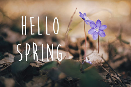 Hello Spring text, sign on purple flowers hepatica in sunny spring woods. Fresh first white flowers in the forest. Springtime. Selective focus.  Space for text. Environment protectionの写真素材