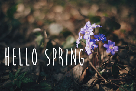 Hello Spring text, sign on purple flowers hepatica in sunny spring woods. Fresh first white flowers in the forest. Springtime. Selective focus.  Space for text. Environment protectionの写真素材
