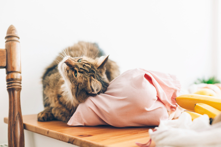 Cute cat playing at fresh groceries in reusable eco bags on wooden table at home. Zero Waste shopping concept. Ban single use plastic. Adorable maine coon scratching and smelling cotton bagsの写真素材