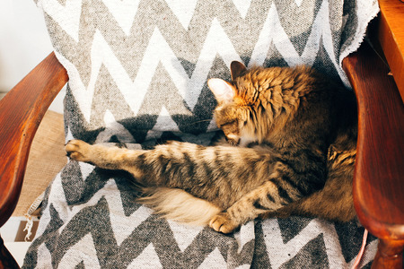 Cute tabby cat sitting and grooming in stylish chair in sunny room. Maine coon with green eyes and funny emotions relaxing and licking itself in sunlight. Space for textの写真素材
