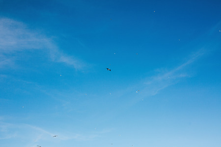 Beautiful seagulls flying in blue sky at sea. Sea birds seagulls soaring in sunny sky on tropical island at ocean bay or lagoon. Tranquil calm moment. Summer vacation. Copy spaceの写真素材