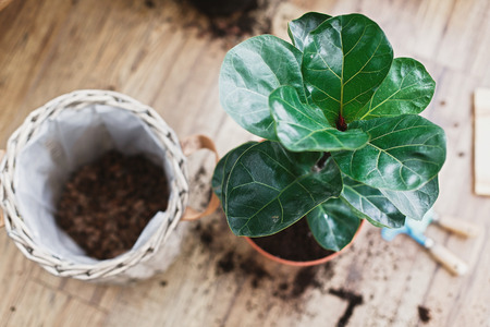Repotting fiddle leaf fig tree in big modern pot. Ficus lyrata leaves and pot, drainage,garden tools, soil on wooden floor. Process of planting new house treeの写真素材