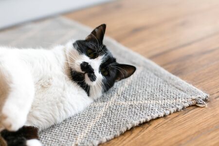 Cute cat lazy lying on stylish rug in the kitchen, top view. Sweet black and white kitty with mustache resting, with interesting look and funny emotions. Space for textの写真素材