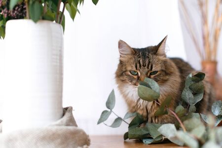 Maine coon looking with green eyes and smelling eucalyptus. Cute cat sitting among green eucalyptus branches and relaxing at window in stylish room. Space for textの写真素材