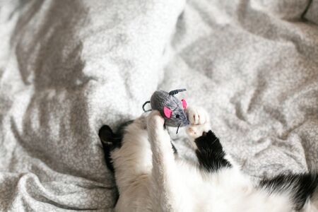 Cute black and white cat with moustache playing with mouse toy on bed. Funny kitty resting and playing on stylish sheets. Space for text.  Funny playful cat holding mouse in pawsの写真素材
