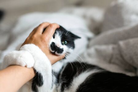 Cute cat with moustache biting owner hand on bed. Funny black and white kitty with angry emotions bites girl hand and scratches on stylish sheets. Space for text.の写真素材