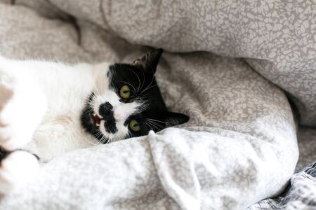 Cute cat with mustache lying and relaxing on bed, showing teeth. Funny black and white kitty with...