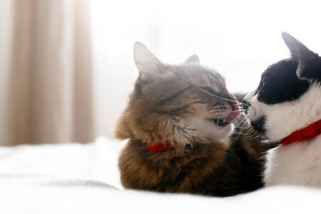 Maine coon licking and yawning, looking at funny friend cat with moustache, sitting on comfortable...