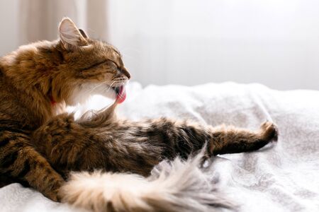 Maine coon cat grooming and lying on white bed in sunny bright stylish room. Cute cat with green eyes and with funny adorable emotions licking and cleaning fur. Space for textの写真素材