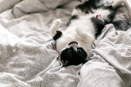 Cute black and white cat with moustache playing with mouse toy on bed. Funny kitty resting and playing on stylish sheets. Space for text.  Funny playful cat. Comfortable and cozy momentの写真素材