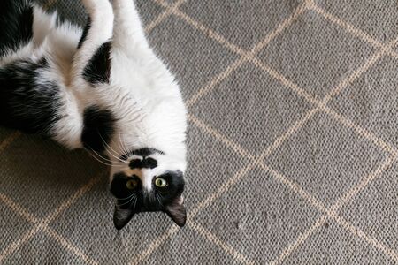 Cute cat lazy lying on stylish rug in the kitchen, top view. Sweet black and white kitty with...