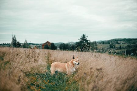 Beautiful dog standing in sunny meadow on background of wooden house on hills  in mountains. Rural simple life in countryside, . Atmospheric image. Travel with petsの写真素材