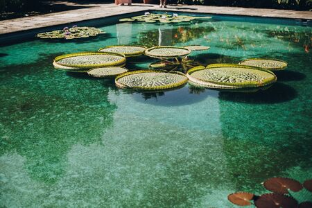 Beautiful old fountains with water lily leaves in sunny botanical garden, on Borromean Islands on...