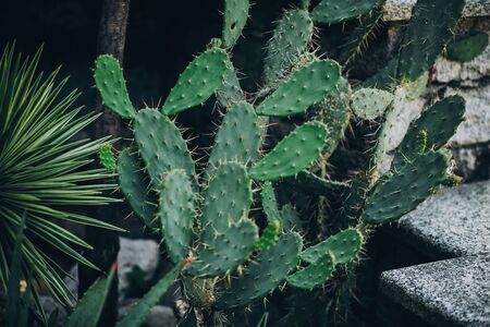 Beautiful big cactus succulent in sunny botanical garden, on Borromean Islands on Lago Maggiore,...