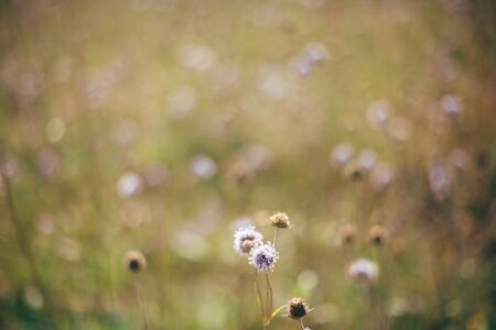 Beautiful knautia arvensis wildflowers in sunny meadow on hills  in mountains. Gathering flowers and...