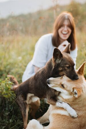 Stylish boho girl and  two cute dogs playing in grass and wildflowers in sunny meadow in mountains at sunset. Traveling together with pets. Young woman smiling at her dogs having funの写真素材