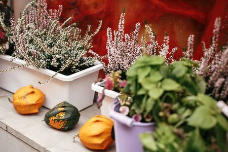 Pumpkins,squash and heather flowers in city street, holiday decorations store fronts and buildings. Halloween street decor. Space for text. Trick or treat. Happy halloween. Autumn marketの写真素材