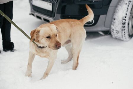 Cute golden labrador walking with owner in snowy winter park. Mixed breed labrador on a walk with person at shelter. Adoption concept. Stray dogの写真素材