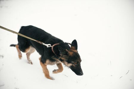 Cute scared puppy with sad eyes walking in snowy winter park. Mixed breed german shepherd dog on a walk with person at shelter. Adoption concept. Stray doggyの写真素材