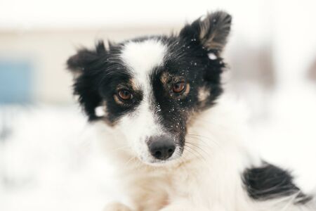 Cute scared dog in person hands in snowy winter park. People hugging little black and white doggy at...