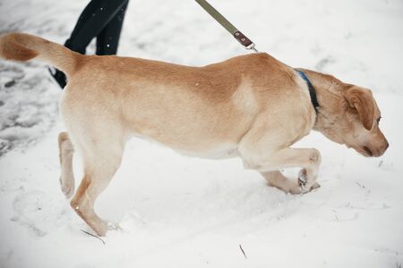 Cute golden labrador walking with owner in snowy winter park. Mixed breed labrador on a walk with person at shelter. Adoption concept. Stray dogの写真素材