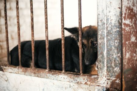 Cute scared dog looking from cage bars at old shelter, waiting for someone to adopt. Little german shepherd puppy at shelter in old barn. Adoption concept. Stray doggy