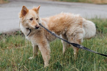 Cute fluffy yellow dog walking in green grass in summer park. Adorable mixed breed puppy with big...