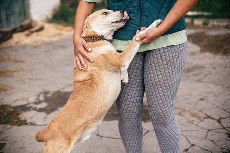 Person hugging adorable yellow dog with funny cute emotions. Hand caressing cute homeless dog with sweet looking eyes in summer park. Adoption concept.の写真素材