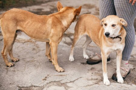Cute homeless dogs with sweet looking eyes playing in summer park. Adorable two yellow dogs with funny cute emotions playing together at shelter. Adoption concept.の写真素材