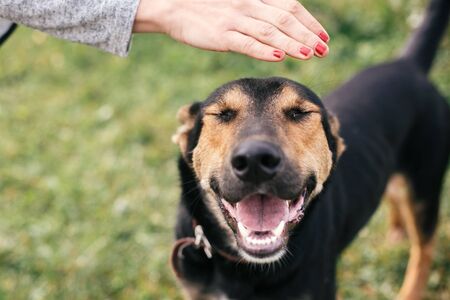 Hand caressing cute homeless dog with funny look in summer park. Adorable black and brown dog playing and hugging with person , sitting in grass. Adoption concept.の写真素材