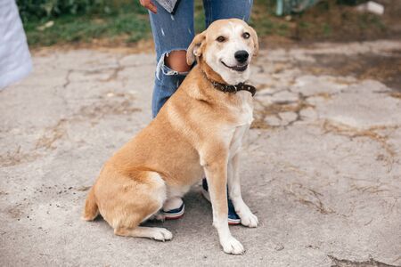 Cute homeless dog with sweet looking eyes standing at people legs in summer park. Adorable yellow...