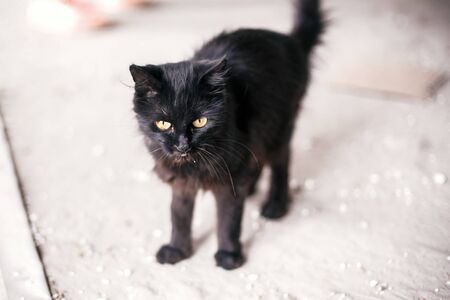 Homeless cute black cat with yellow eyes walking in city street. Hungry stray kitty on background of grey wall near shelter. Copy space. Adoption concept.の写真素材