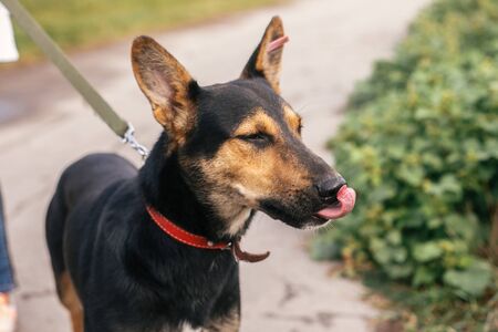 Cute stray black and brown dog walking and showing tongue in green summer park. Adoption concept. Save animals. Adorable dog with sweet emotions walking on leashの写真素材