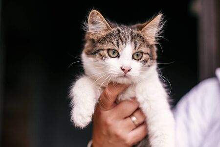 Hands holding cute tabby kitten with sweet looking eyes . Adorable homeless kitty with funny emotions at shelter. Copy space. Adoption concept. Cat waiting for homeの写真素材