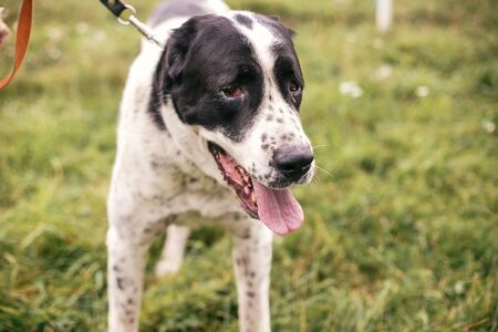 Homeless sweet alabai dog walking with person in summer park. Big adorable black and white  dog,...