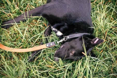 Cute stray total black dog lying and playing in green summer park. Adoption concept. Save animals. Adorable dog with sweet emotions playing in grassの写真素材