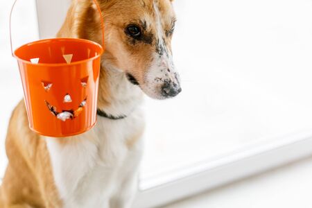 Cute golden dog and jack lantern bucket with candy, copy space.の写真素材