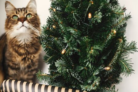 Tabby cat with green eyes sitting with funny emotions at christmas tree with lights.  Maine coon relaxing at wrapping festive paper under christmas tree. Winter holidaysの写真素材