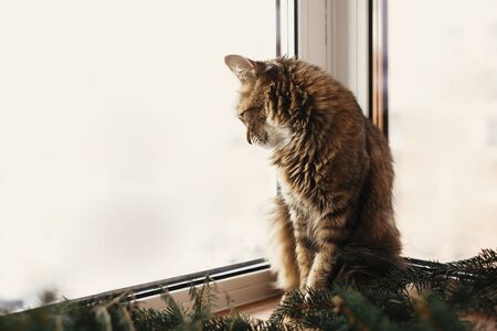 Adorable cat looking at window on snowy weather, sitting at fir branches. Cute Maine Coon relaxing...