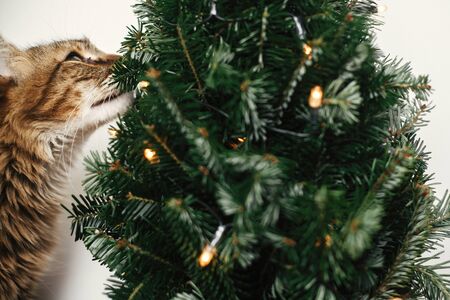 Maine coon cat smelling little christmas tree with lights. Cute kitty relaxing under festive christmas tree. Winter holidays. Pet and holidayの写真素材