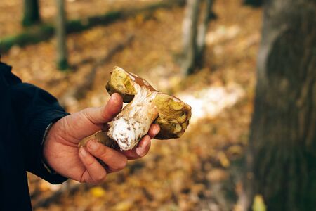 Hands holding boletus edulis mushroom and cleaning it in autumn woods. Picking mushrooms in forest. Cutting Porcini with knife on background of sunny woods and fall leaves.の写真素材